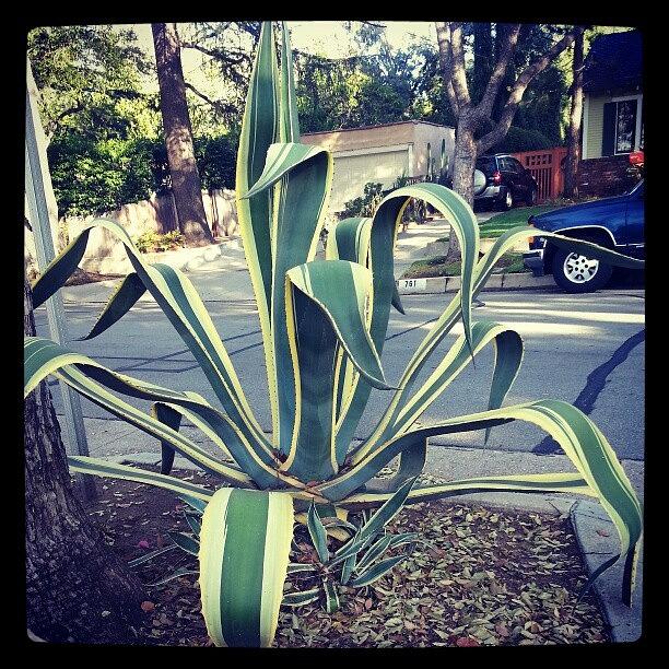 Pasadena Photograph - #agave #cactus As #tall As #me! #plant by Lisa Marchbanks