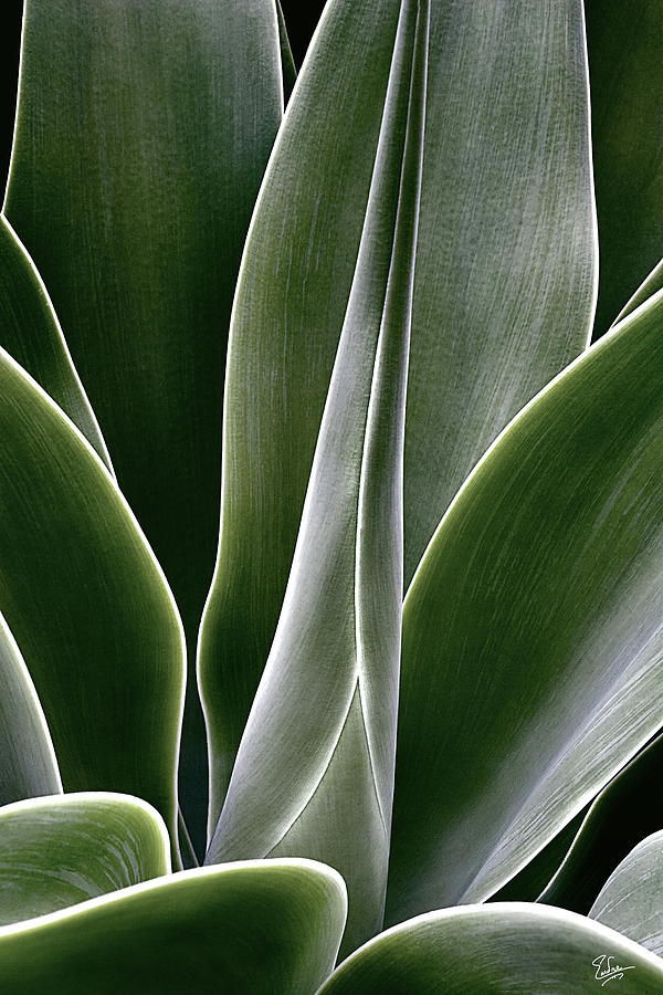 Agave Photograph by Endre Balogh