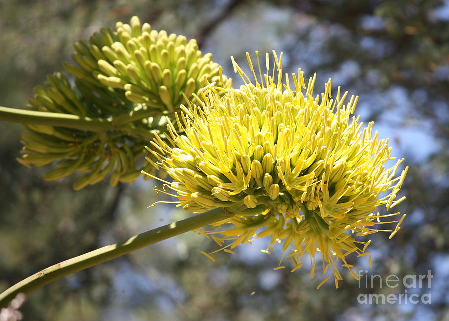 Agave Flower Photograph - Agave Flowers by Carol Groenen