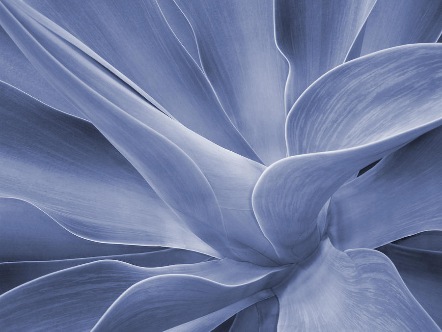 Agave in Blue Photograph by Bel Menpes