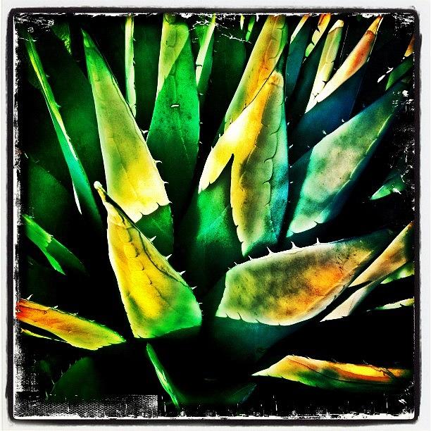 Instagram Photograph - Agave by Paul Cutright