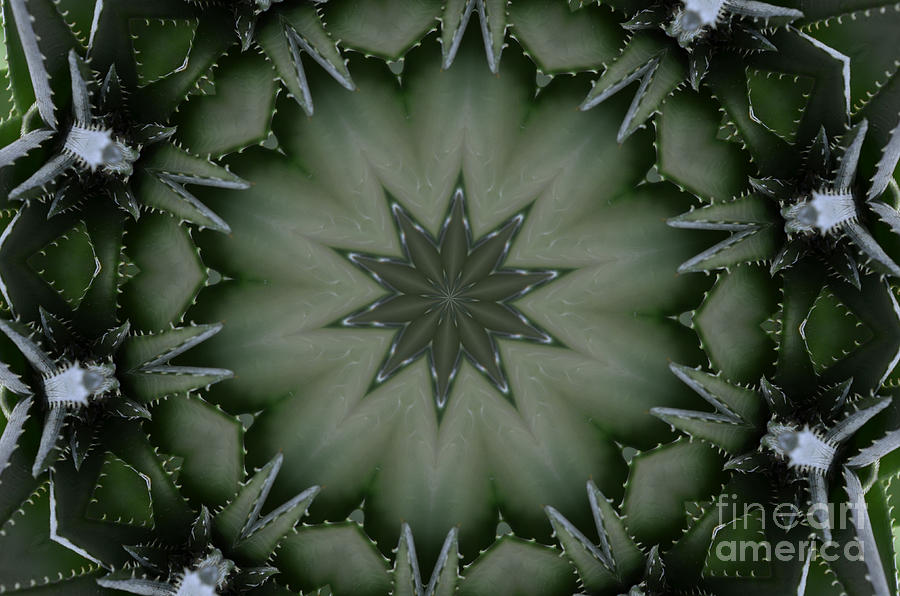 Abstract Photograph - Agave by Paulina Roybal Abstract Photograph - Agave by Paulina Roybal