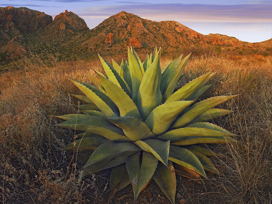 Agave Plants And Chisos Mountains Seen Photograph by Tim Fitzharris