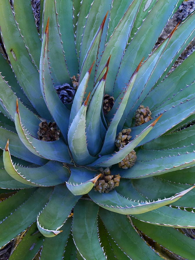 Agave Plants With Pine Cones North Photograph by Tim Fitzharris