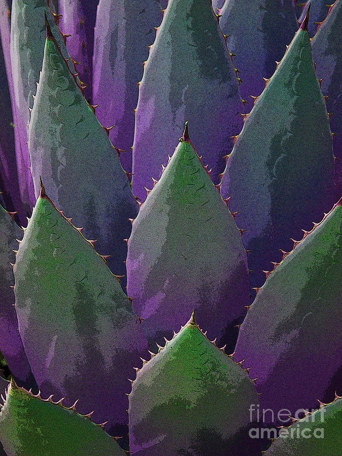 Agave purple Photograph by Victoria Page