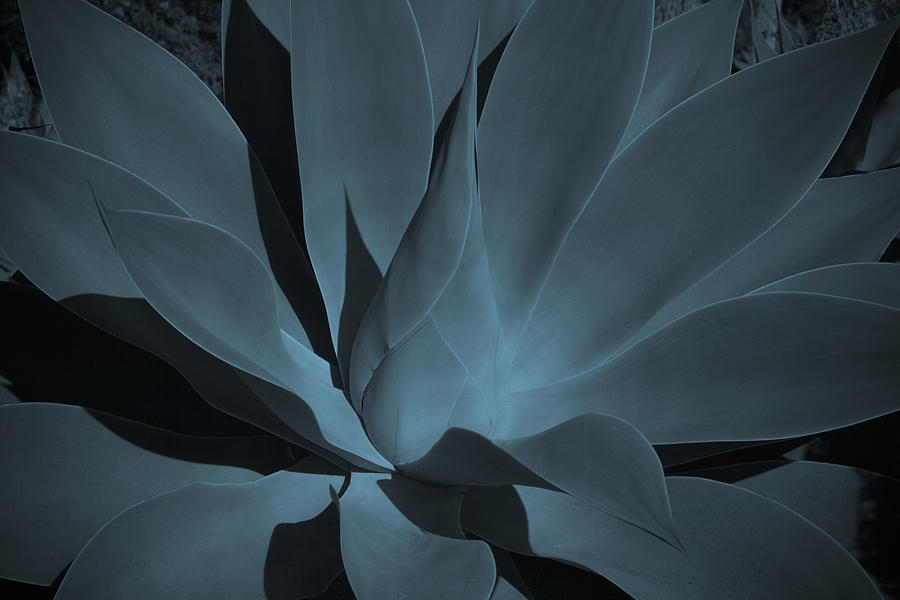 Agave Photograph by Roger Mullenhour