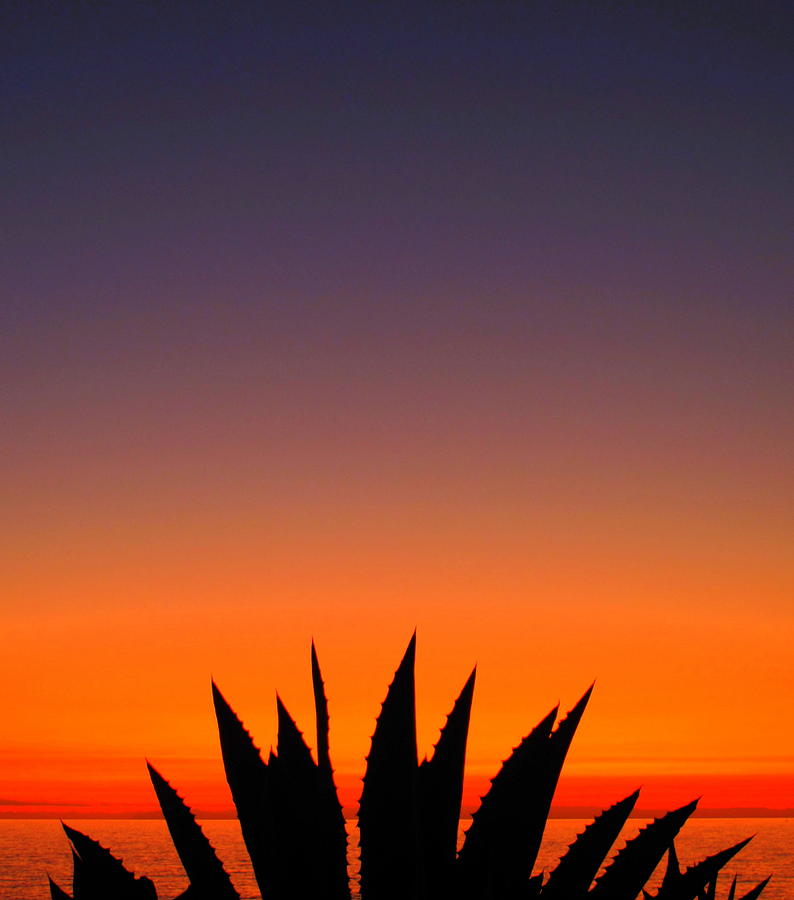 Agave Silhouette  Photograph by Linda Larson