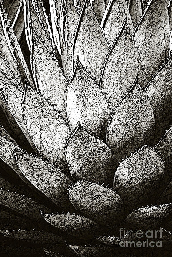 Agave Sketch Photograph by Victoria Page