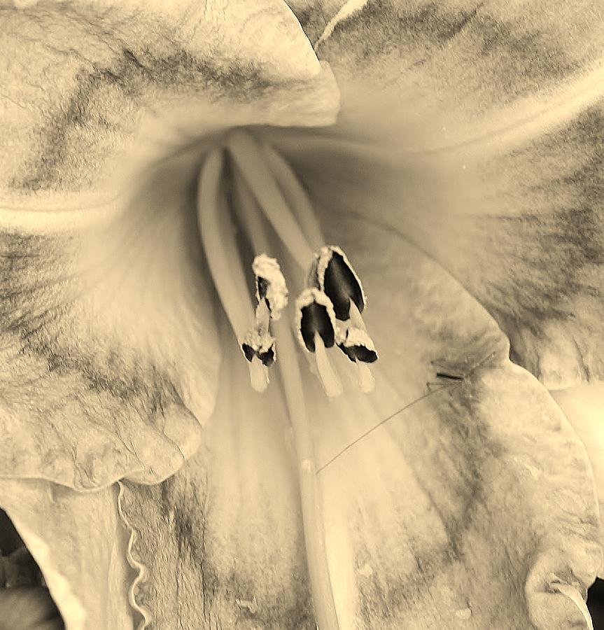 Aged Lily Photograph by Bruce Bley