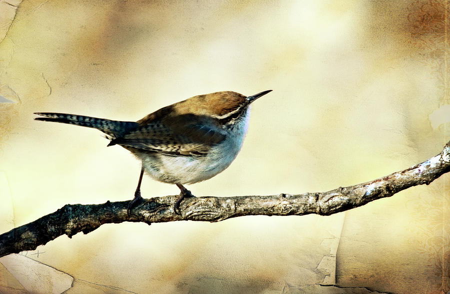 Aged Wren Photograph by Lana Trussell