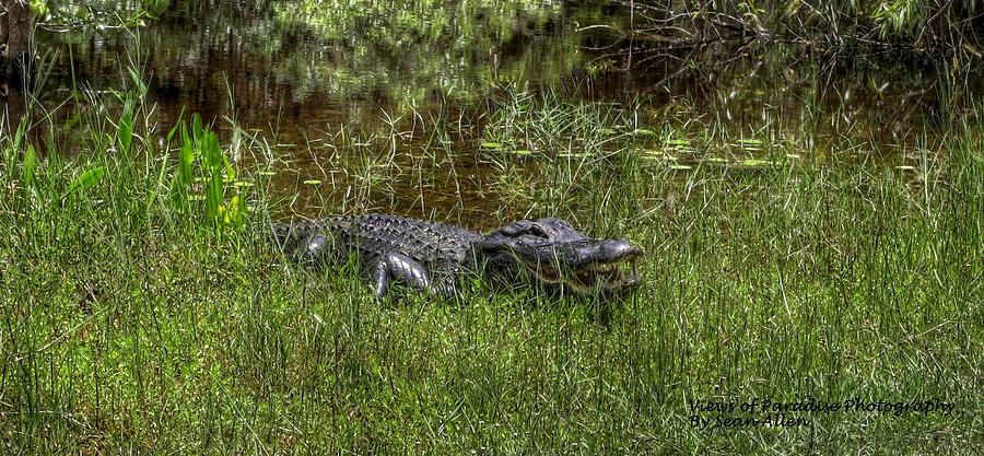 Aggressive Alligator Photograph by Sean Allen