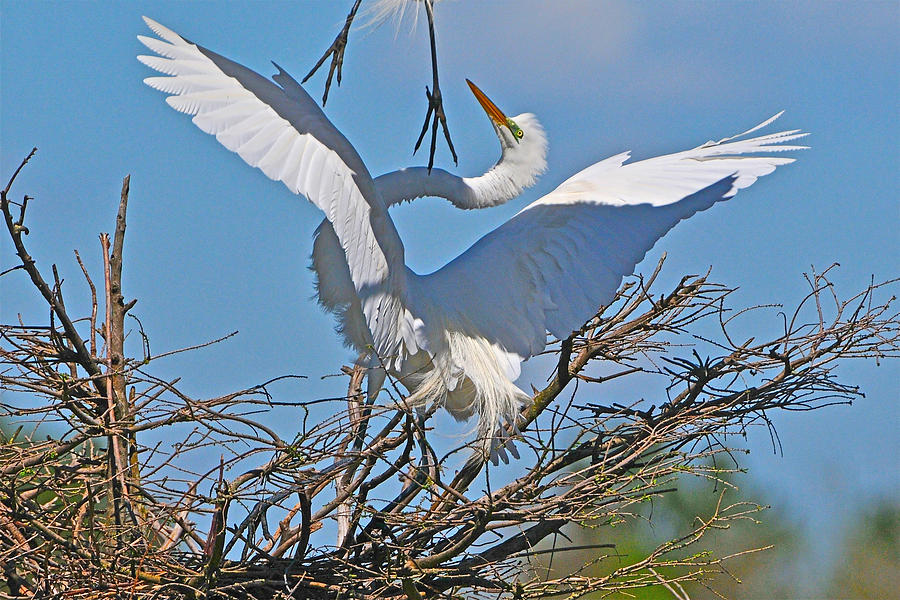 Agony of Defeat Great Egret Photograph by Alan Lenk