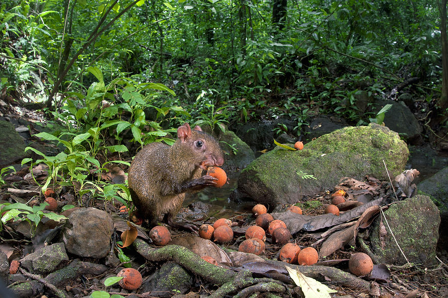 Agouti Dasyprocta Punctata Feeding Photograph by Christian Ziegler