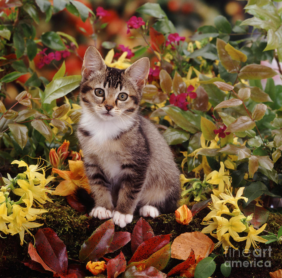 Animal Photograph - Agouti Tabby Kitten by Jane Burton