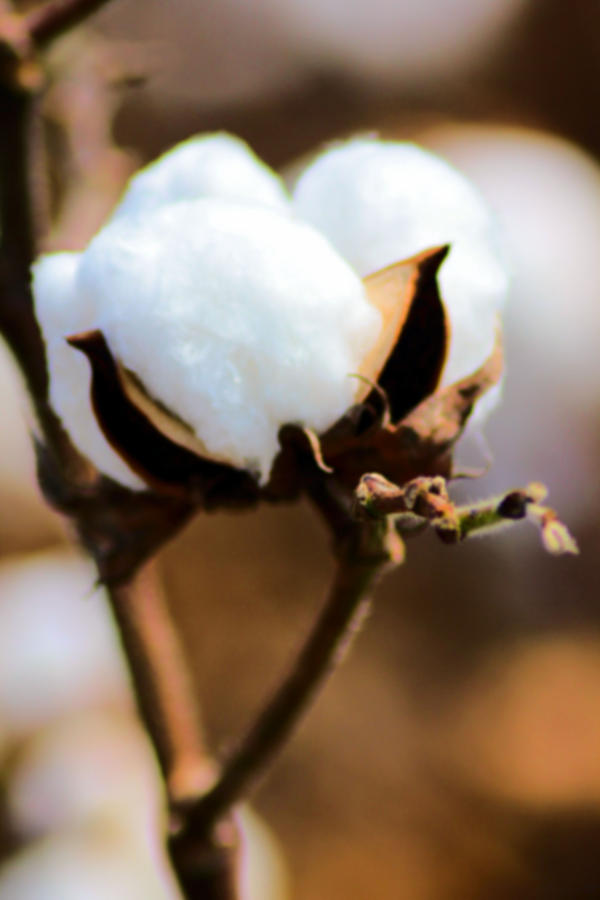 Farm Photograph - Agriculture - Cotton 2 by Karen Wagner