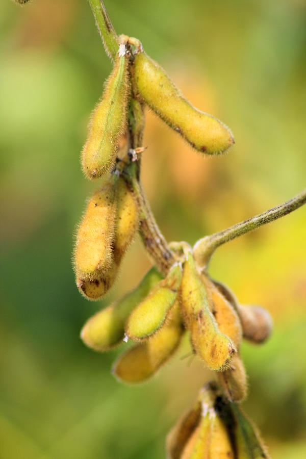 Farm Photograph - Agriculture - Soybeans 7 by Karen Wagner