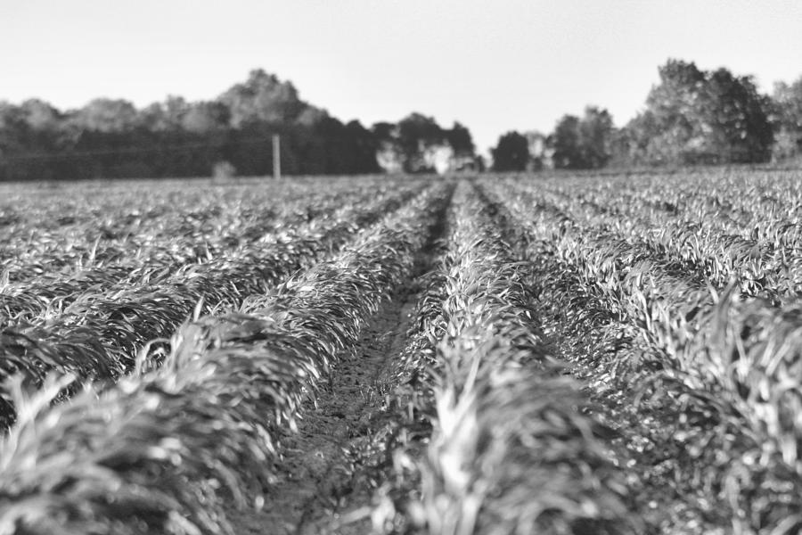 Black And White Photograph - Agriculture- Corn 2 by Karen Wagner