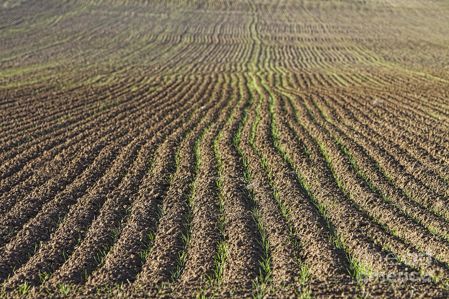 Agriculture Landscape Abstract Photograph by James BO Insogna