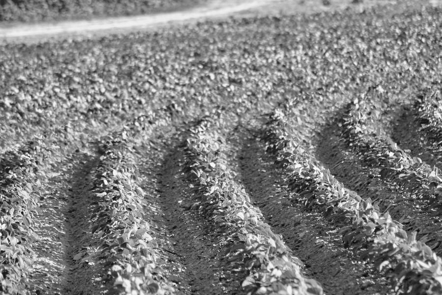 Landscape Photograph - Agriculture- Soybeans 4 by Karen Wagner