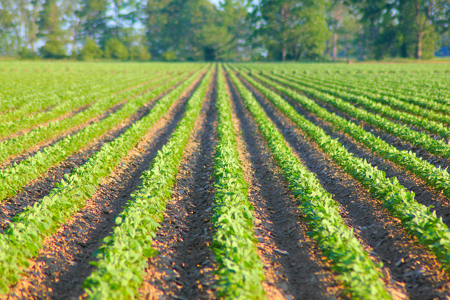 Farm Photograph - Agriculture-Soybeans 5 by Karen Wagner