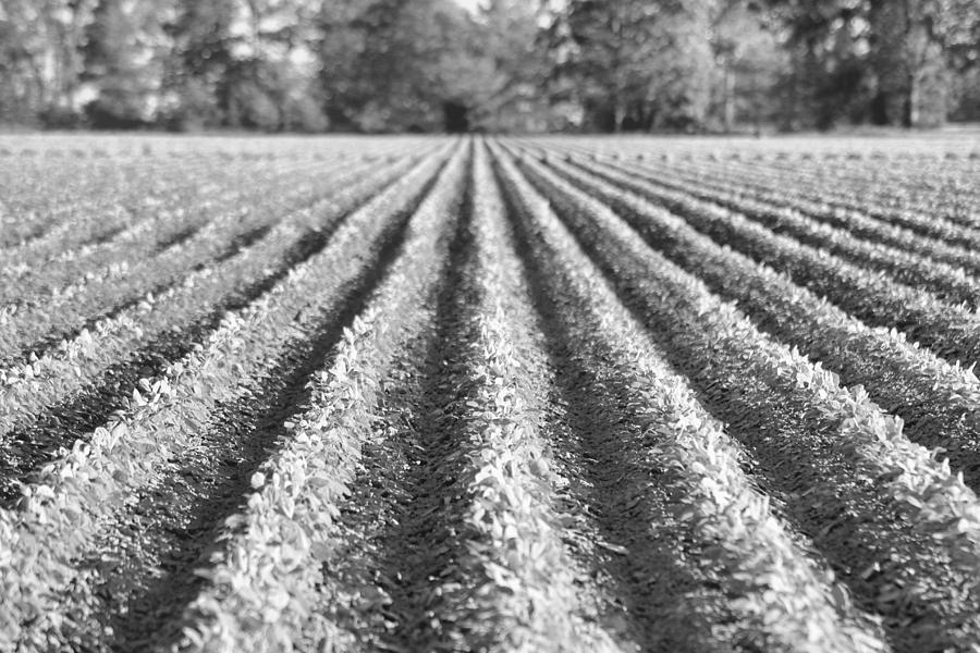 Landscape Photograph - Agriculture-Soybeans 6 by Karen Wagner
