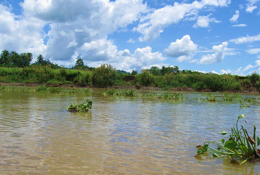 Agusan River water lilies Photograph by Thea Recuerdo
