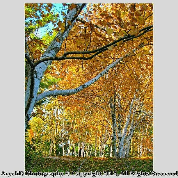 Ah That Beautiful Fall Yellow Color Photograph by Aryeh D