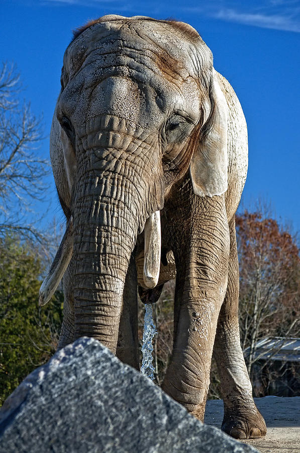 Elephant Photograph - Ahh... by Steve Harrington