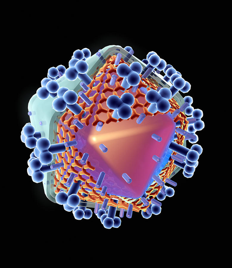 Human Immunodeficiency Virus Photograph - Aids Virus Particle, Computer Artwork by Mehau Kulyk