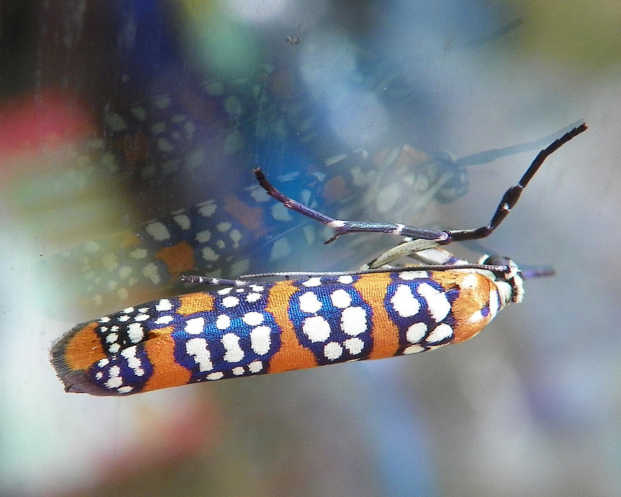 Ailanthus webworm moth Photograph by Chad and Stacey Hall