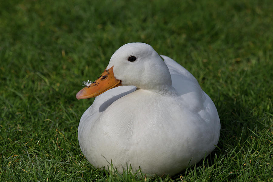 Ailsbury duck Photograph by Celine Pollard