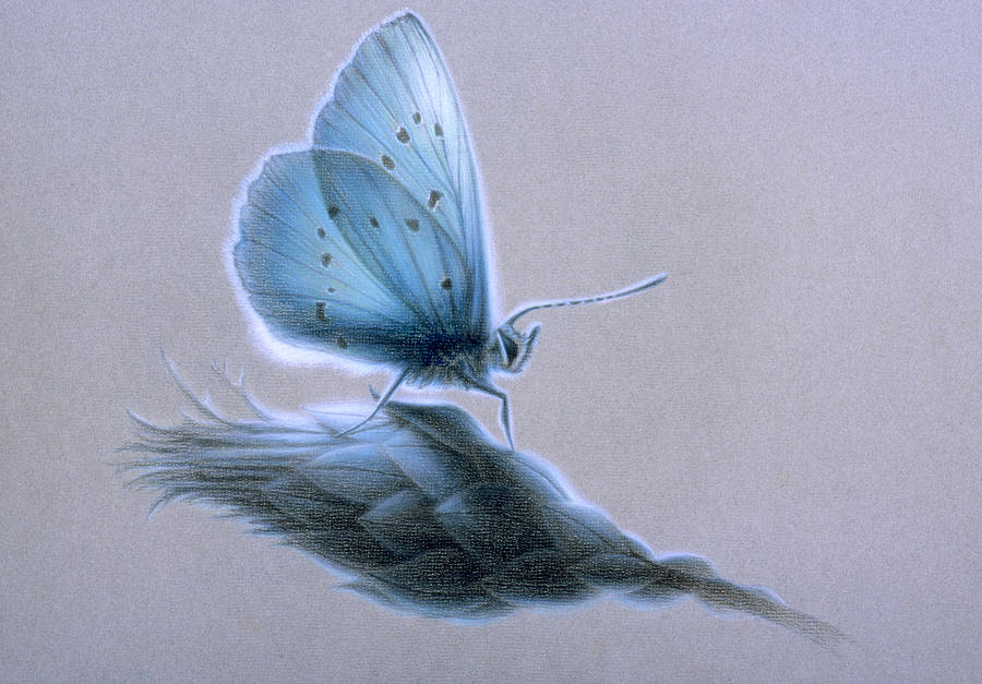 Butterfly Painting - Ainsae by Shawn Kawa Butterfly Painting - Ainsae by Shawn Kawa