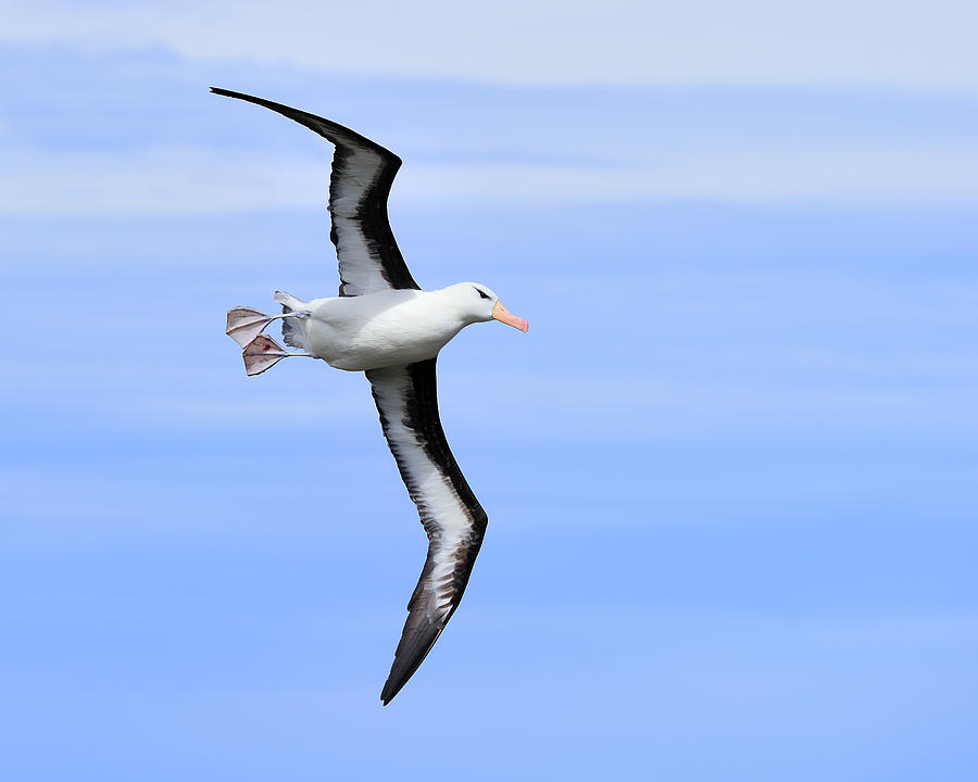 Albatross Photograph - Air Breaks by Tony Beck