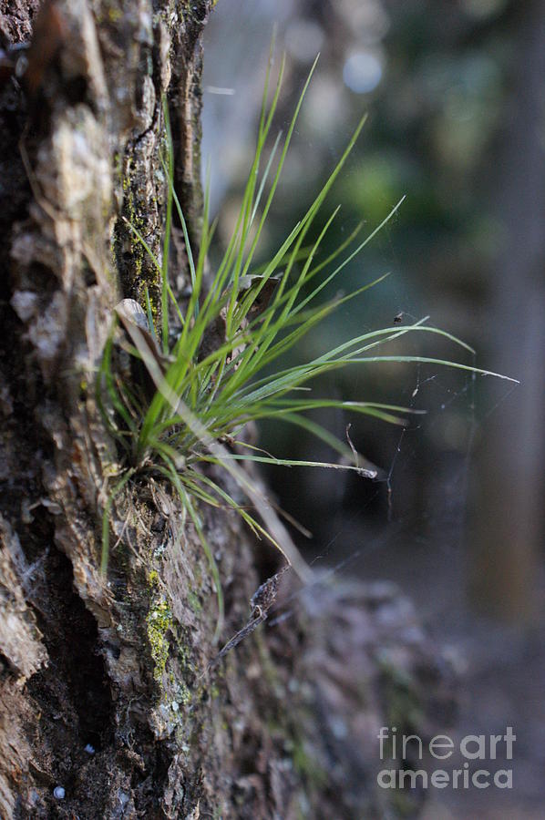 Air Plant In Tree Photograph by Edie Welling - Pixels