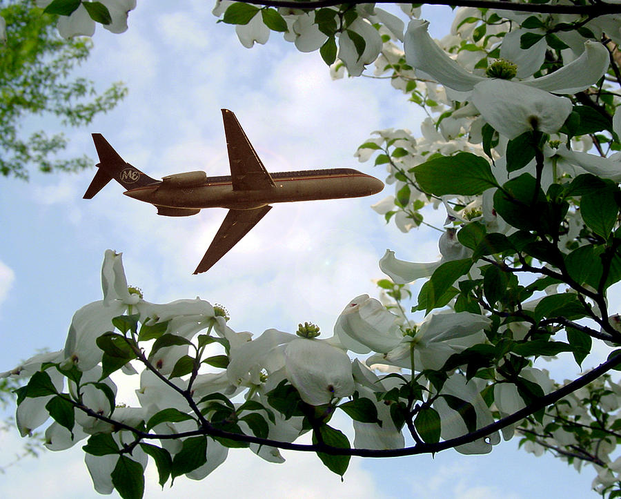 Airplane In the Dogwoods Photograph by Pat Exum