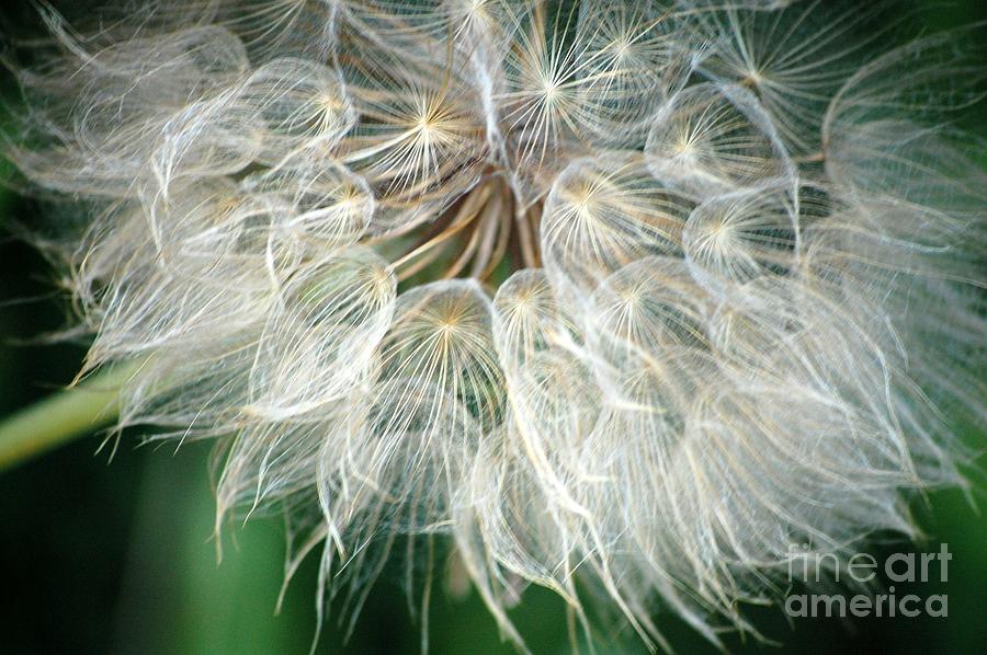 Nature Photograph - Airy by Anjanette Douglas