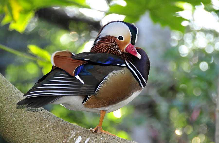 Aix galericulata Photograph by David Lee Thompson - Fine Art America