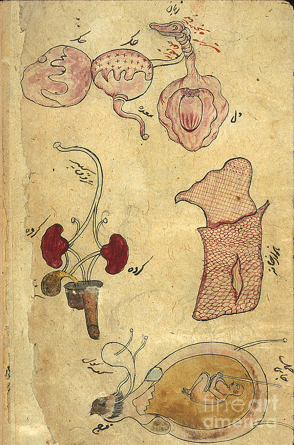 Akbars Medicine, Anatomy, 18th Century Photograph by Science Source