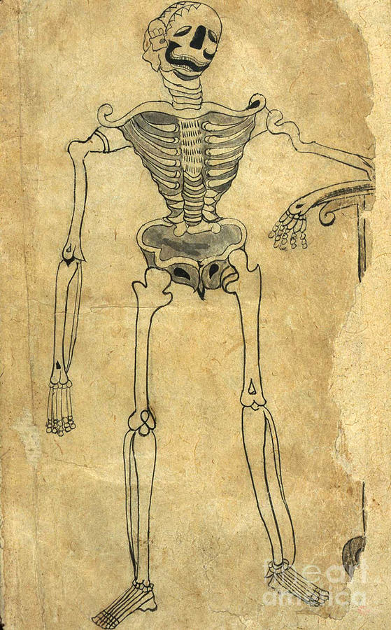 Skeleton Photograph - Akbars Medicine, Persian Anatomical by Science Source