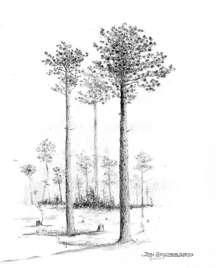 Tree Drawing - Alabama - Southern Longleaf Pine by Jim Hubbard