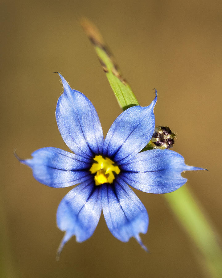 Alabama Blue-eyed Grass Wildflower - Sisyrinchium angustifolium Photograph by Kathy Clark