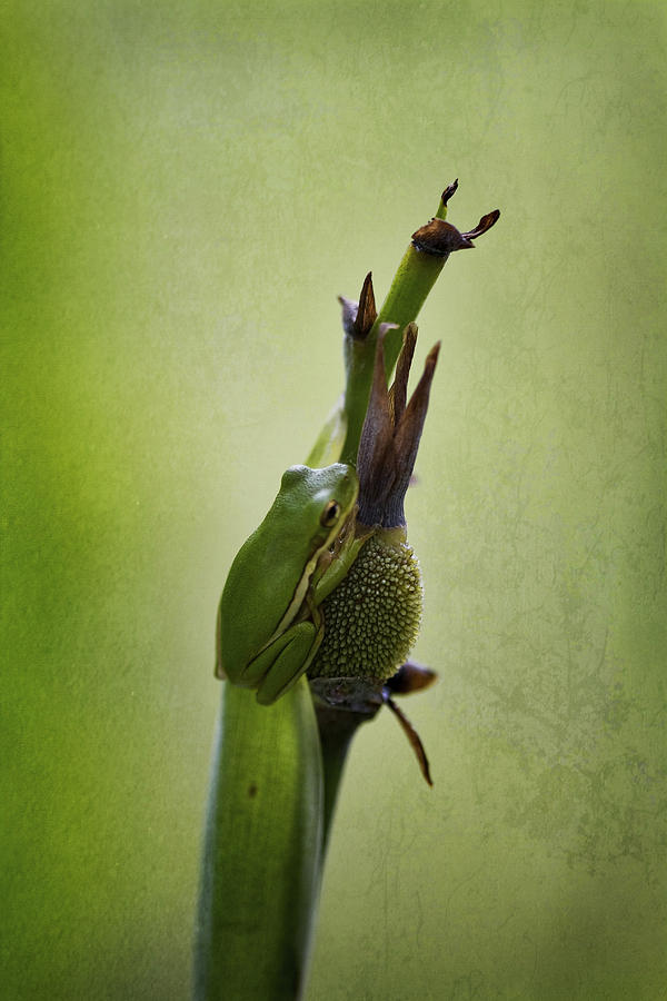 Alabama Green Tree Frog - Hyla cinerea Photograph by Kathy Clark