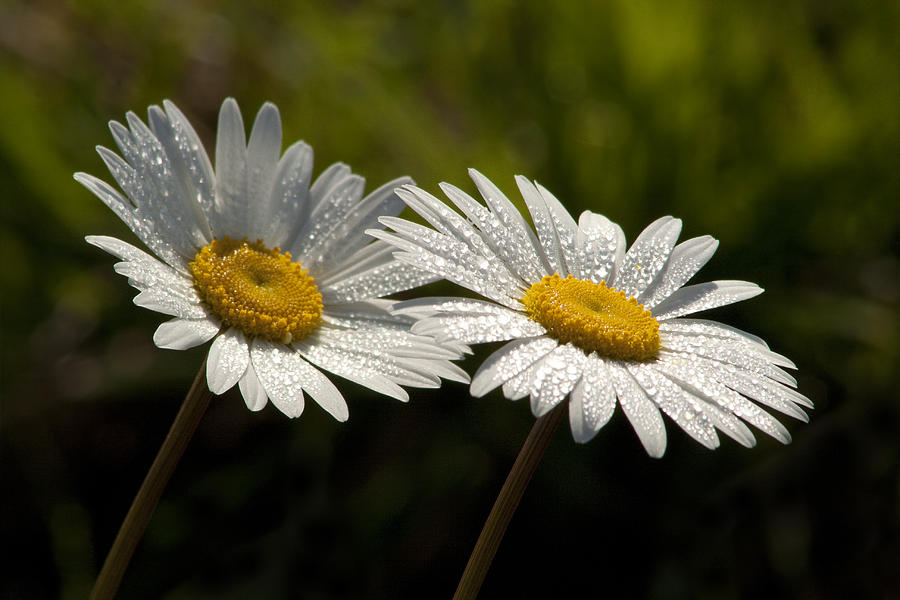 Alabama Oxeye Daisy Wildflowers Photograph by Kathy Clark