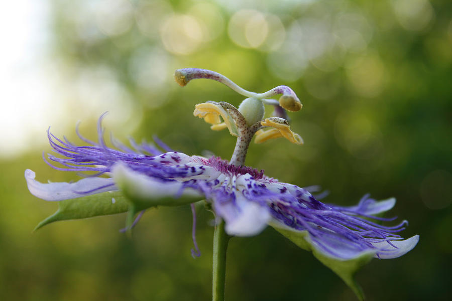 Alabama Purple Passion Wildflower Photograph by Kathy Clark