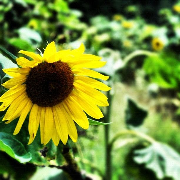 Flower Photograph - #alabama #sunflowers #instagrambham by Molly Slater Jones