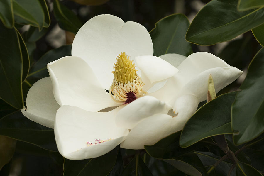 Alabamas Magnificent Magnolia grandiflora Photograph by Kathy Clark