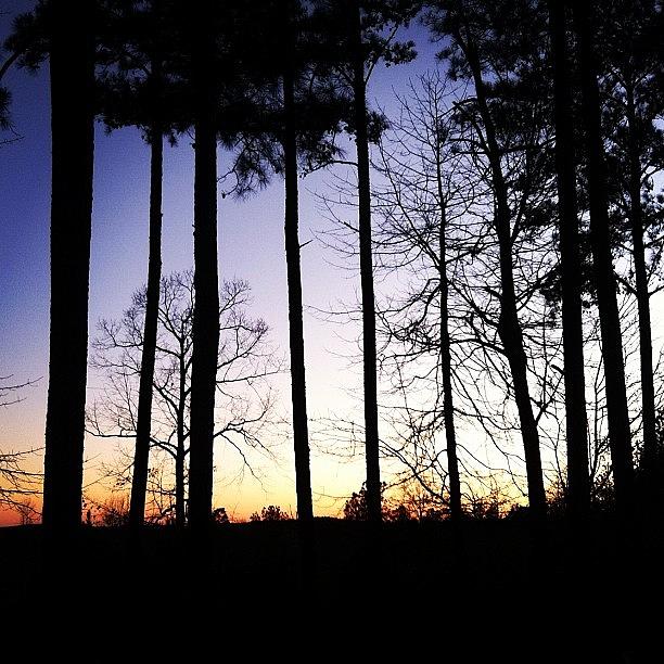 Tree Photograph - #alabamasunset #sunset #color #trees by Dallas Pollard