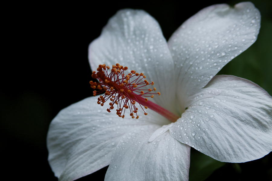 Flowers Still Life Photograph - Alabaster White Hibiscus by Karon Melillo DeVega