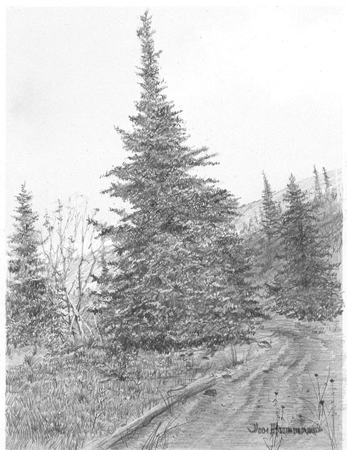 Alaska Sitka Spruce Drawing by Jim Hubbard