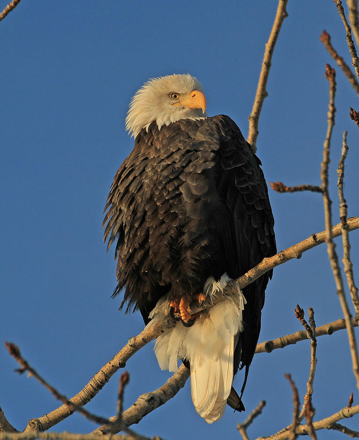 Alaska Bald Eagle Photograph by Sam Amato